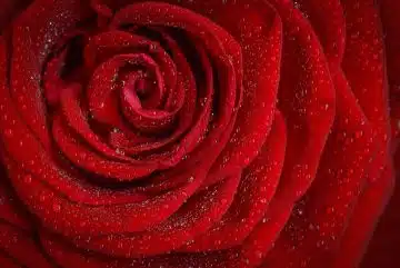 rose, flower, dew