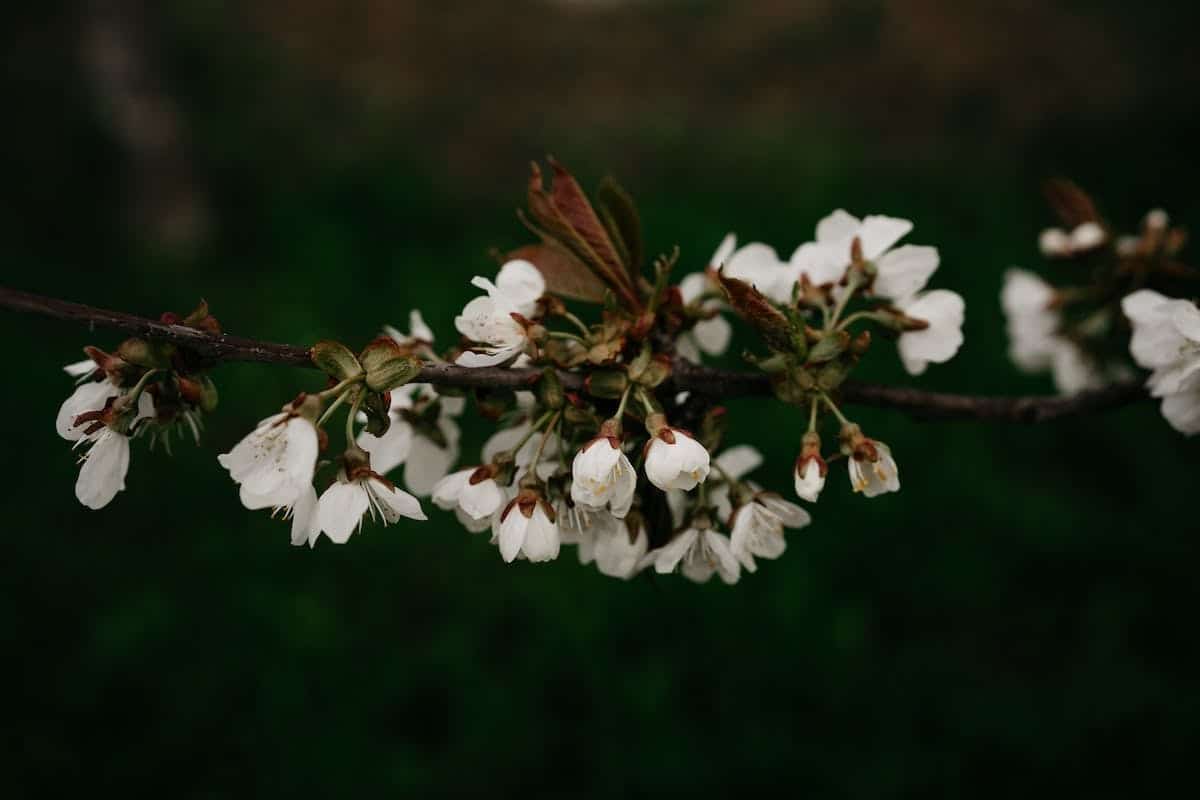 mode printemps