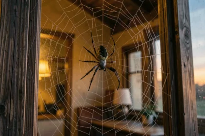 Araignée tisseuse au centre de sa toile couverte de rosée sur un cadre de fenêtre en bois au crépuscule, symbolisant les présages du rêve