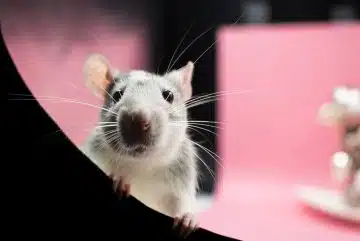 Comment venir à bout d'une infestation de rats sur Nantes ?