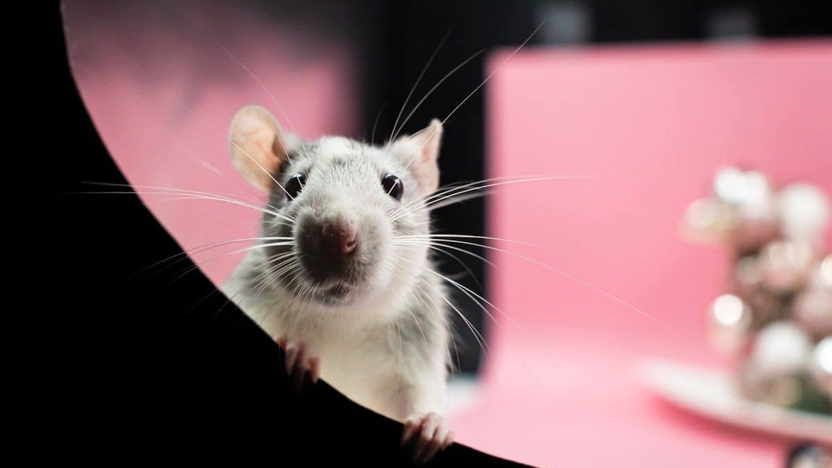 Comment venir à bout d'une infestation de rats sur Nantes ?