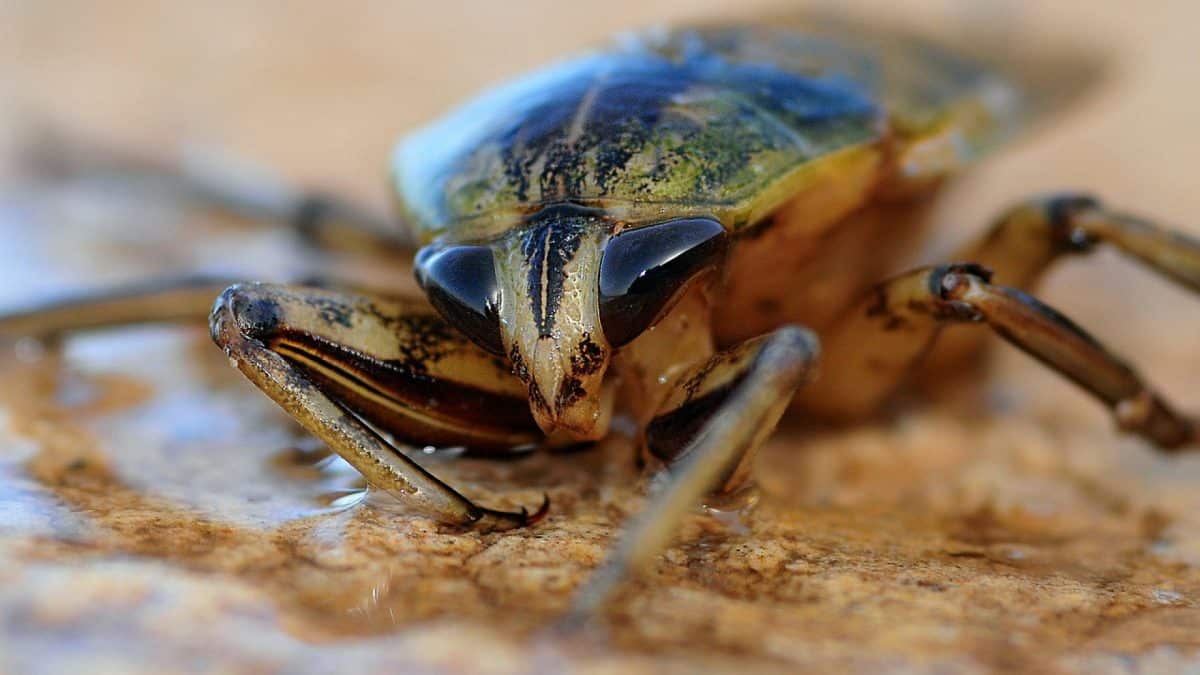 Infestation de cafards et de blattes sur Nice, faites appel à un professionnel